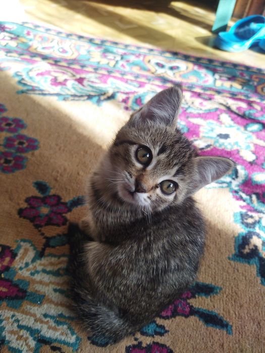 Котята в добрые руки !!