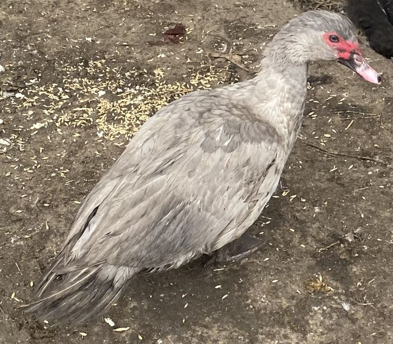 Селезни индоутки лаванда