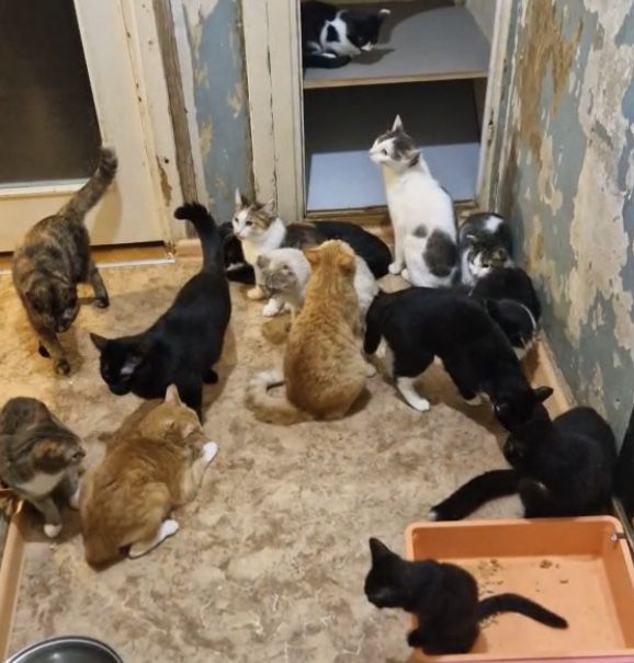 кот кошка котенок