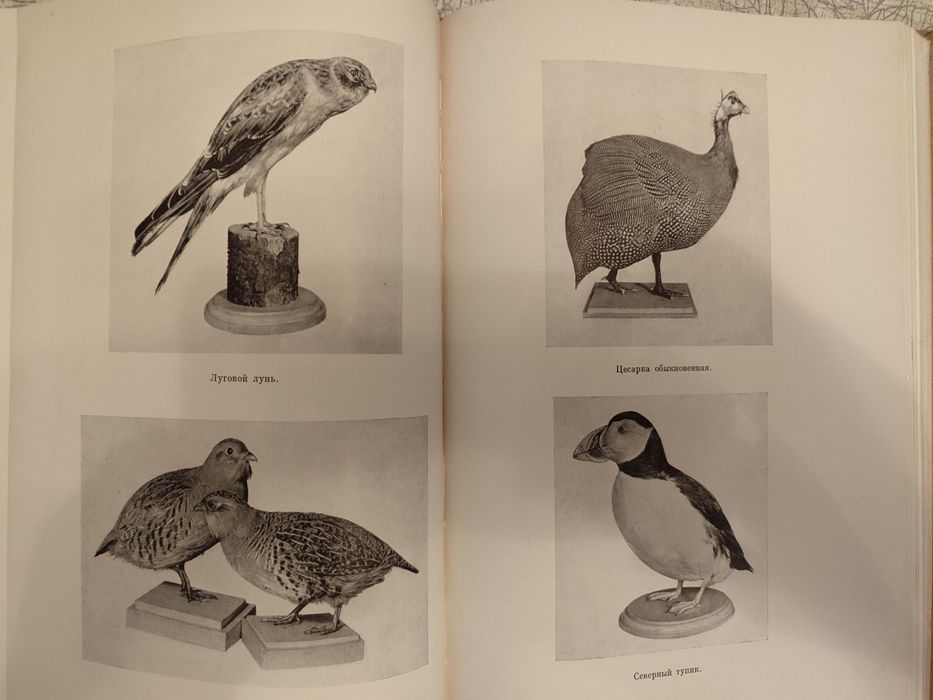 Изготовление чучел, муляжей и моделей животных.