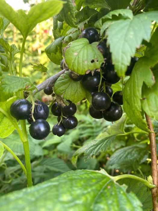 Просторная дача, район Федоровки