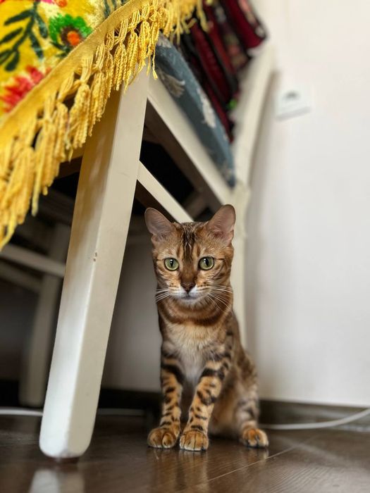Бенгальская кошка