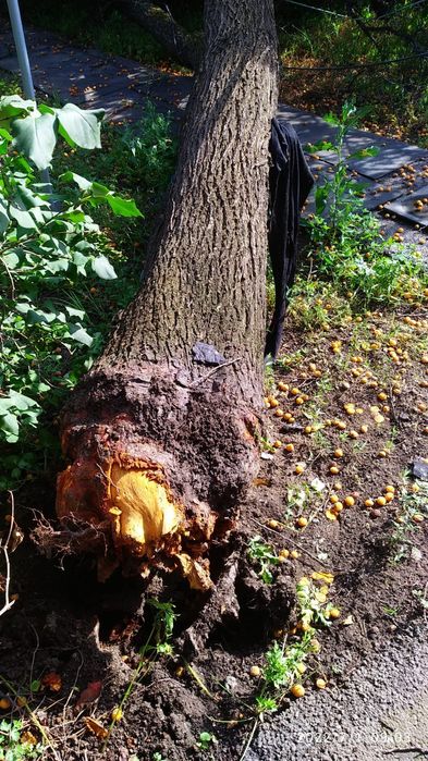 Спил и обрезка деревьев!