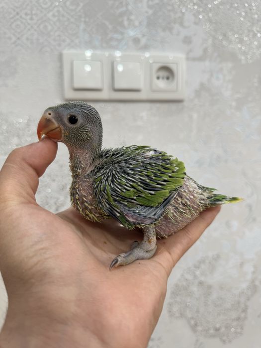 Ожереловый зелёный попугай продается