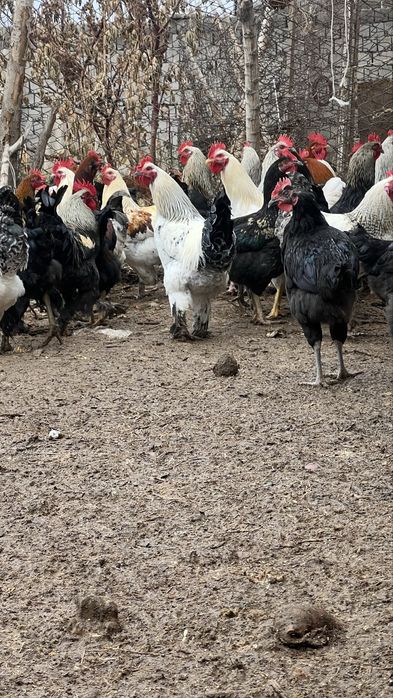 Хуроз хўроз xoroz бор қон чиқариш ва истемолга еш ва бақуват хўрозлар