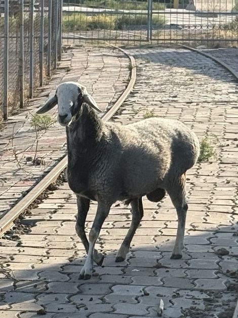 Qoy baran баран sotiladi