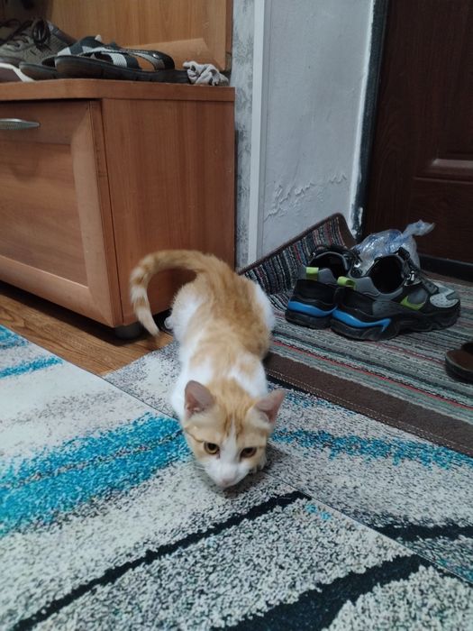 Отдам в хорошие руки