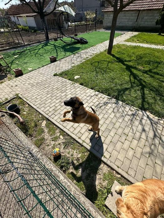 Куче белгийска овчарка