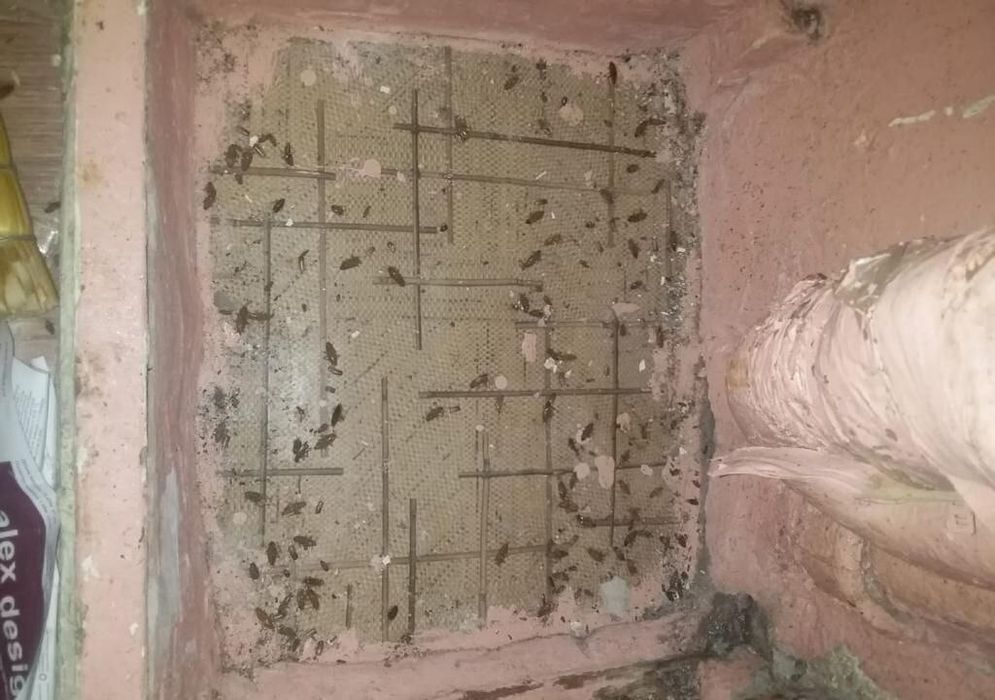Angren Dezinfeksiya , Tarakan, Klopa, chayon, va barcha xashoratlar