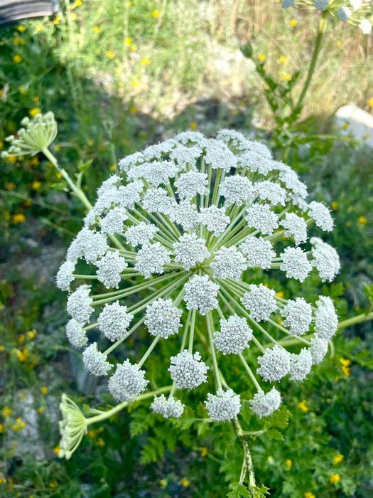 Мед. Катон Карагай. Алтай. Шымкент.