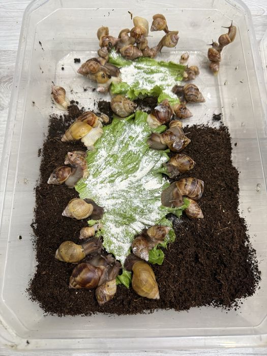 Ulitka axatina  har xil razmerda bor