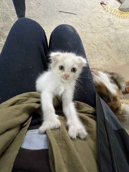 Котенок девочка 1,5 месяца