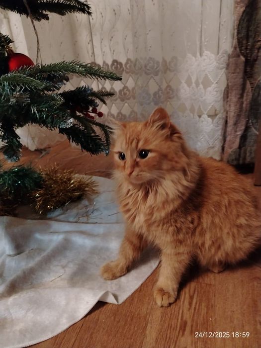 Молодая  кошечка