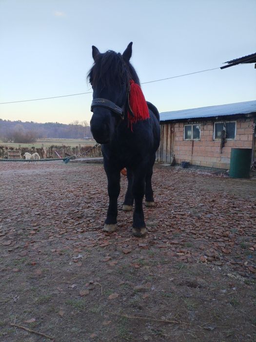 Vând cârlan de doi ani jumate