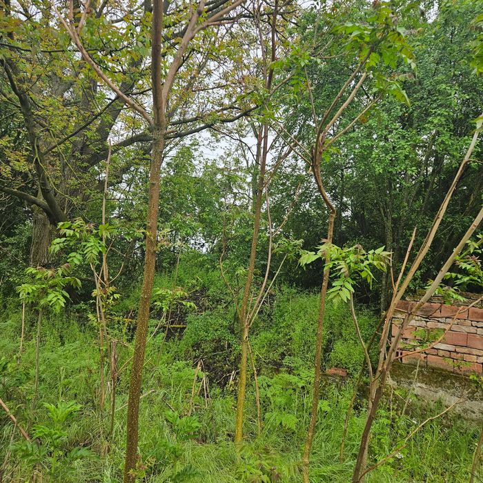 Парцел в село Горан, Ловешко