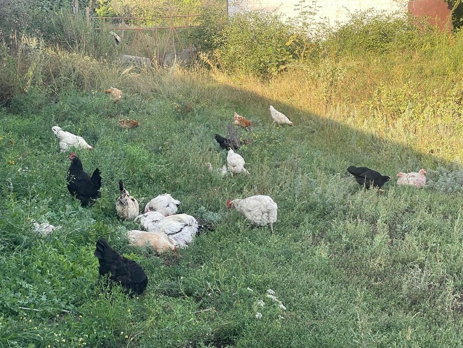 Продам домашних куры