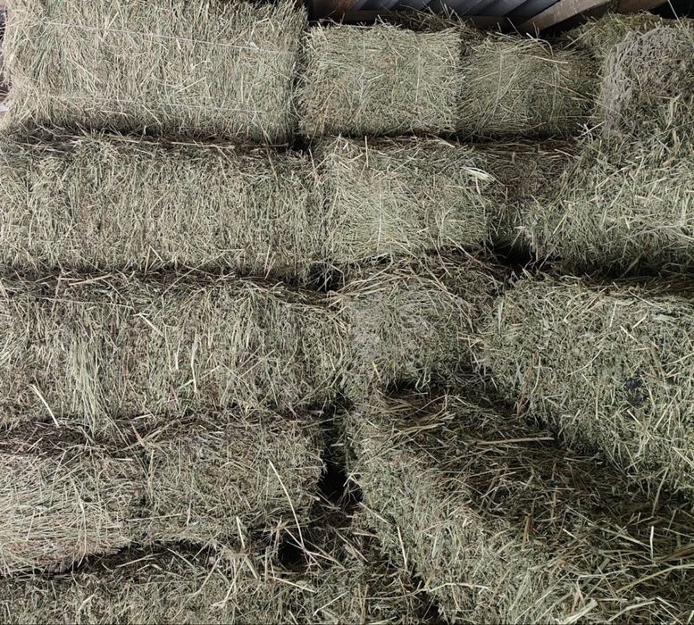 Продам клевер Жонышка