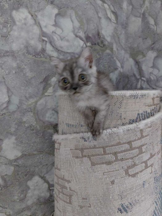 Котята страйт 3 месяца