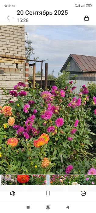 Продам пророщеные георгины в стаканчиках.