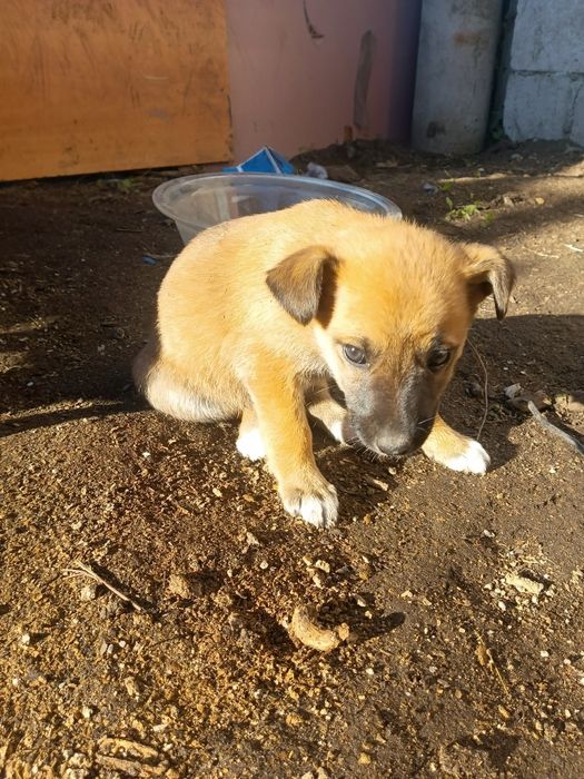 Отдам щенят рыжая девочка, а остальные мальчики