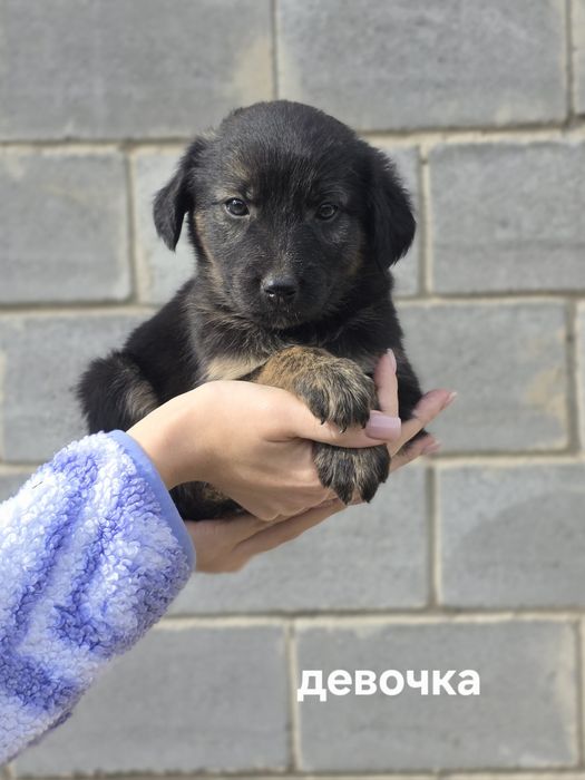 Щенки ищут заботливые семьи