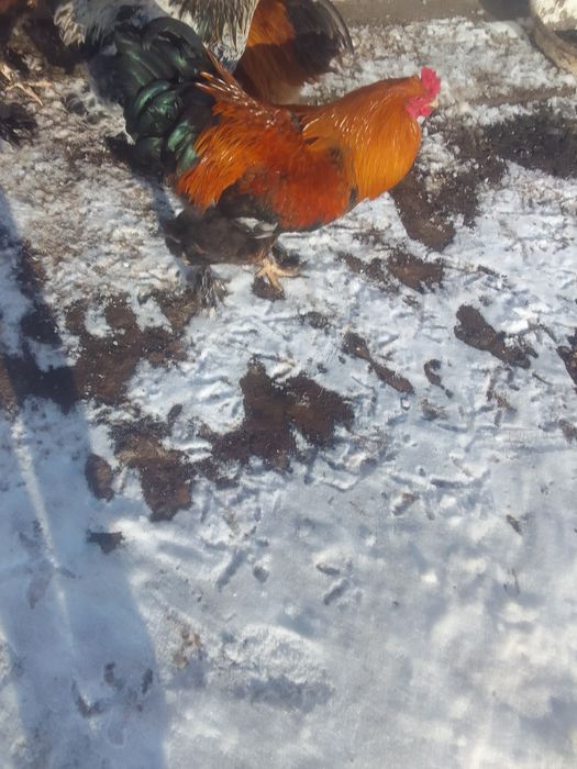 Продам петухов БРАМА 4000т