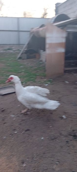 Селезни продам .