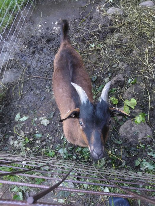Vand un ied bun de prasila
