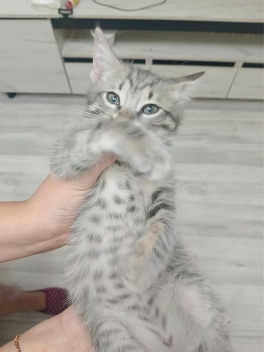 Отдам срочно котика