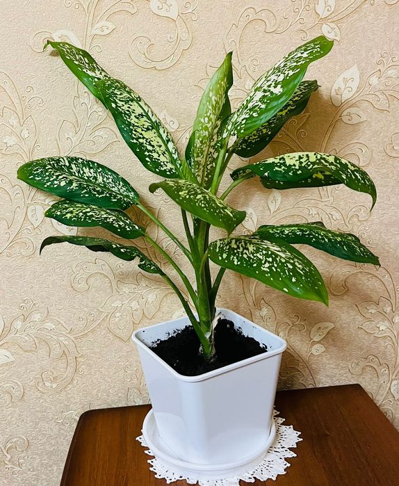 Продам комнатный цветок "диффенбахия"