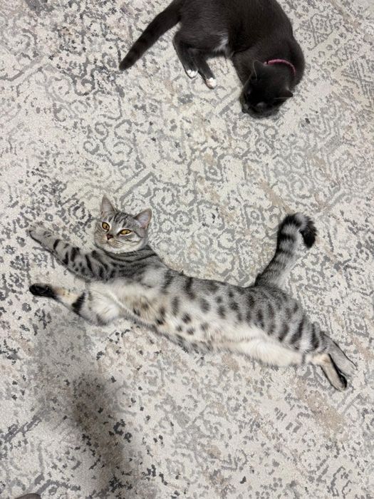 Отдам кошку в добрые руки