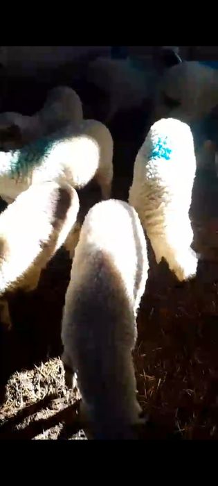 Miei frumosi de vanzare