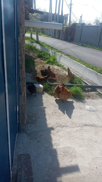 Тауыктары сатылады 17шт