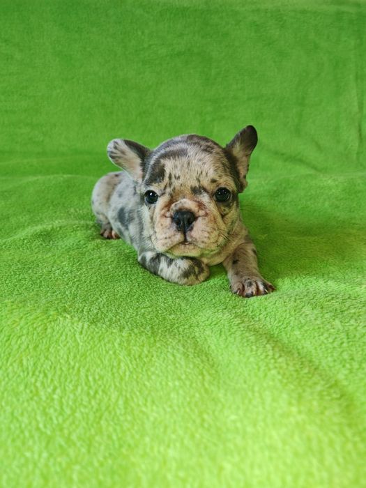 Предлагаю щенков Французский бульдог