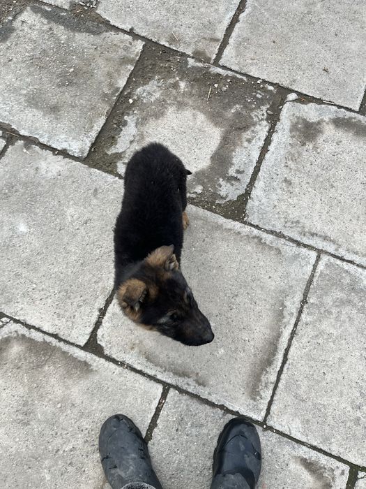 Немецкий овчарка сатылады