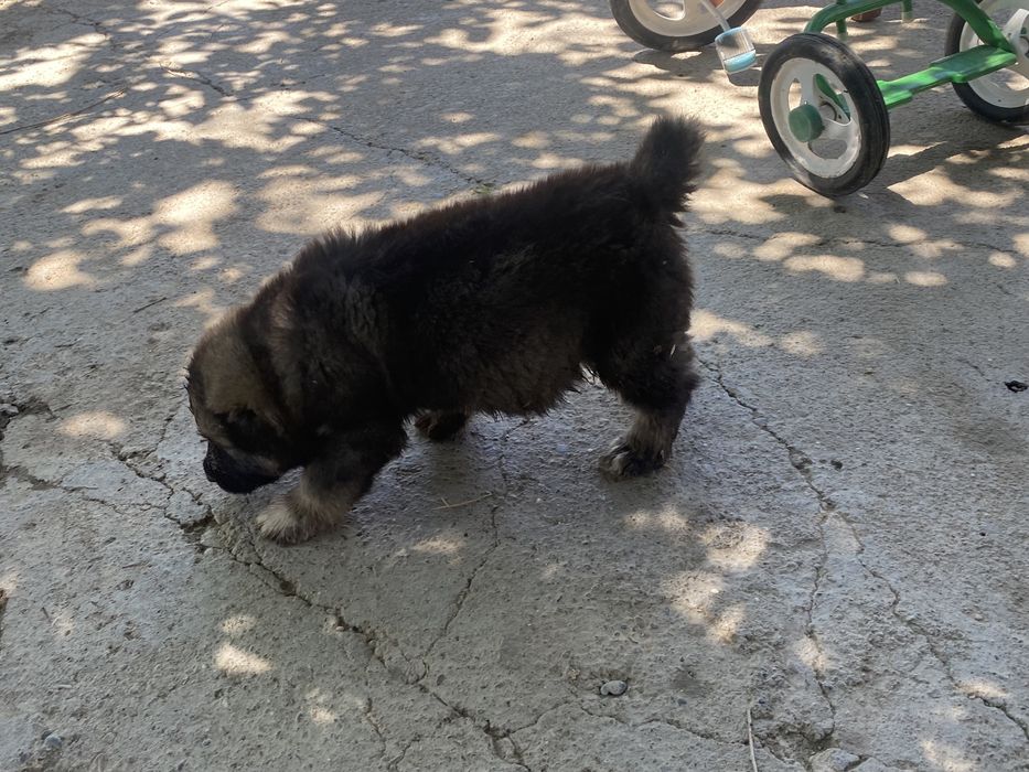 Алабай күшік Пародный