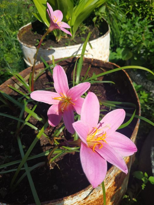 Продам зеферантес (выскочка)