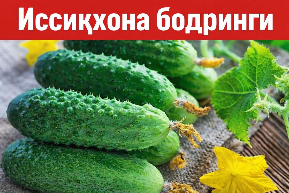 Бодринг иссиқхонада