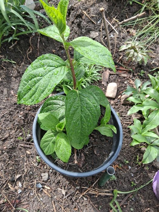 Гортензии метельчатая.