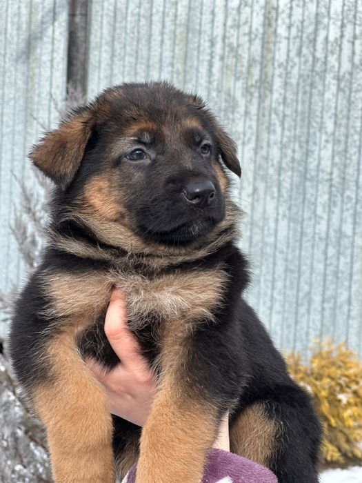 Щенки немецкой овчарки