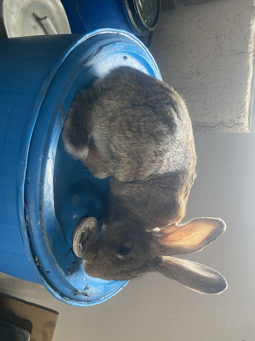 Кролики 2 самки и 2 самец