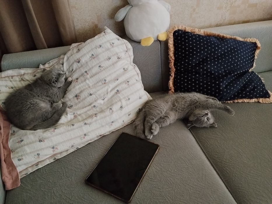 Милые, сладкие котята.