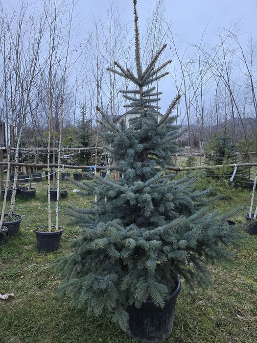 Brazi în ghiveci cu radacina