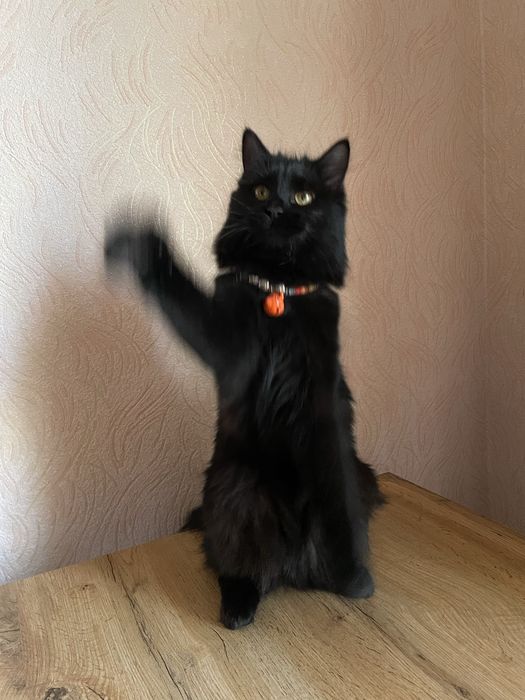 Кошка черная 1,5 года