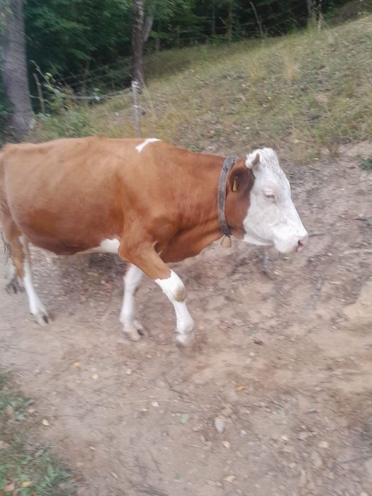 Vând vacă cu vițel