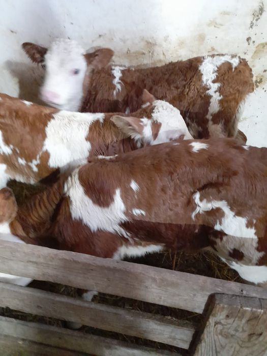 Taurasi și vitele belgiană și baltati