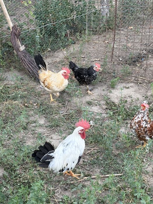 Cocosi si gaini mari si pitici autralorp rasa curata