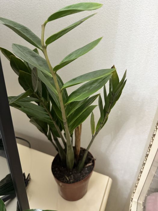 Продам комнатные цветы