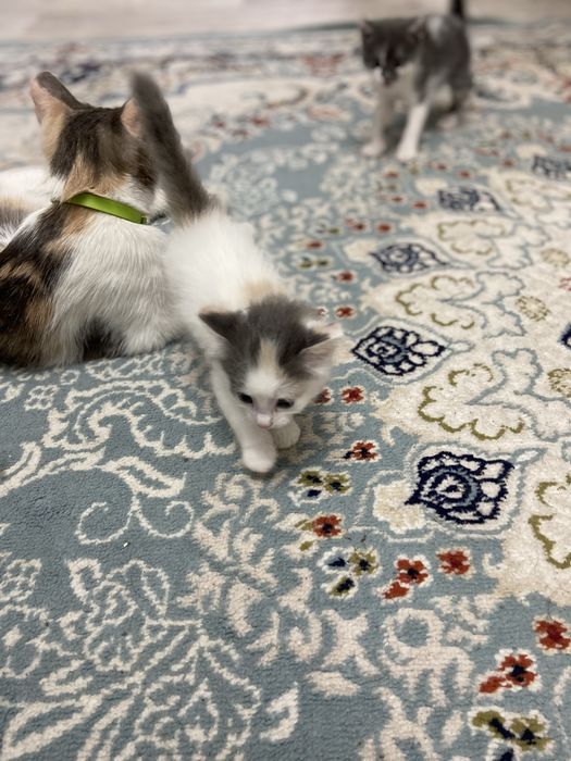 Отдам котят в хорошие руки