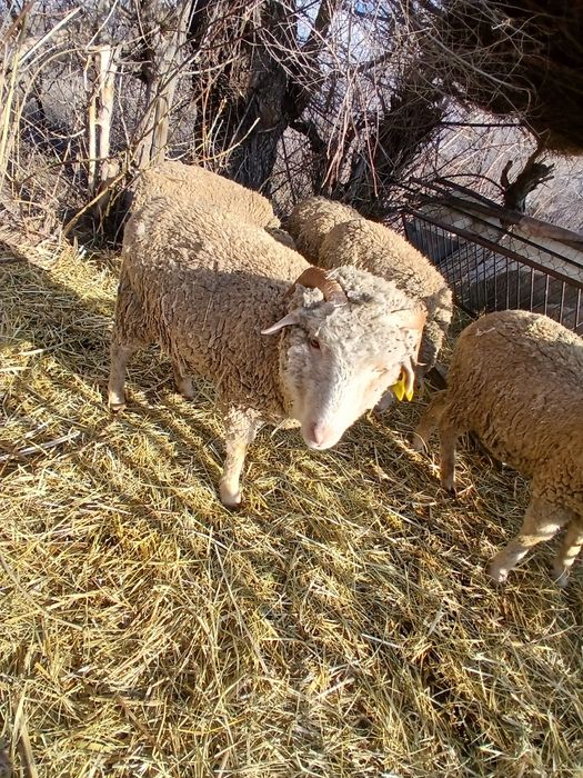 Осы мүйізді 1 бас Ұрғашы тоқты сатылады